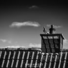 Pigeon on a roof