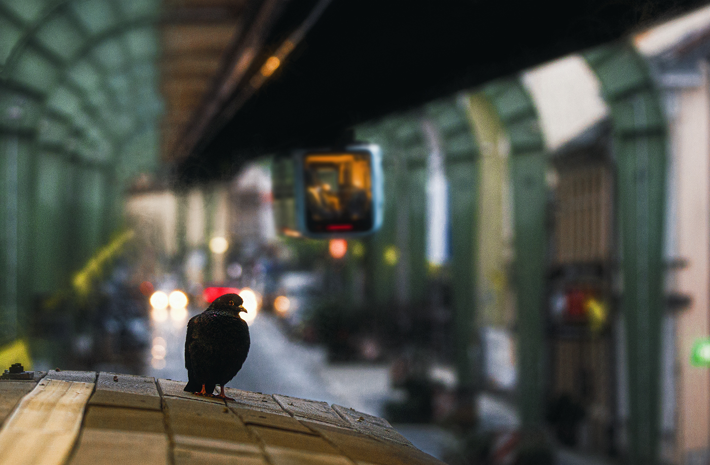 Pigeon on the platform