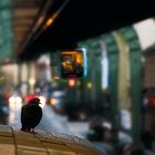 Pigeon on the platform