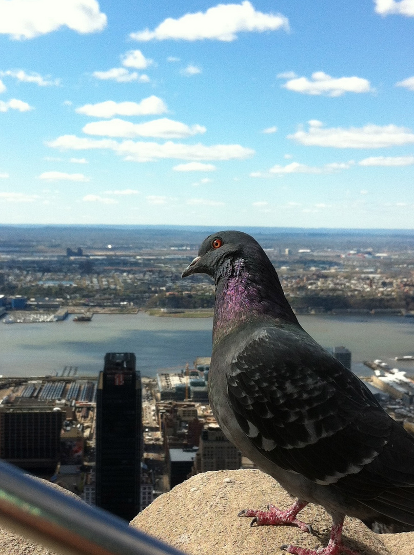 Pigeon on top of Empire State Building NY, NY