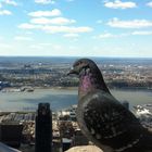 Pigeon on top of Empire State Building NY, NY