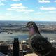 Pigeon on top of Empire State Building NY, NY