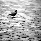 [pigeon - out of focus on purpose]