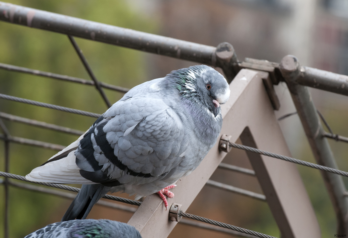 ~ Pigeon parisien ~