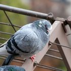 ~ Pigeon parisien ~