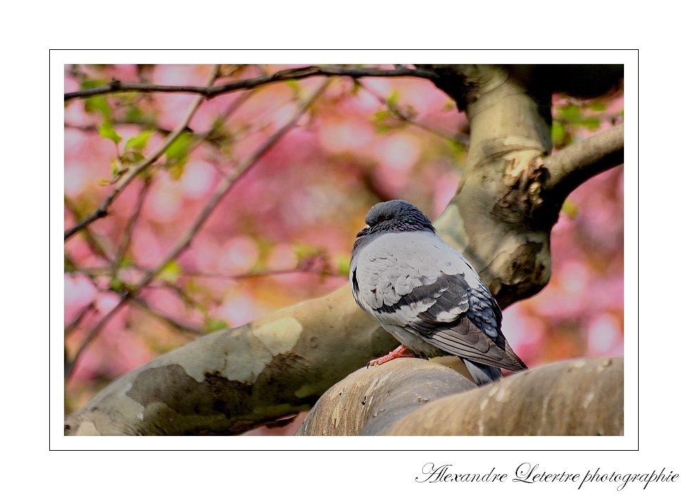 pigeon parisien sur fond de cerisier fleuri