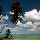 Pigeon Point der schönste Strand auf Tobago