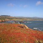 Pigeon Point Lighthouse (3)