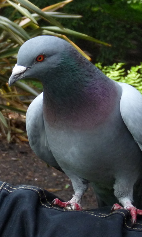 Pigeon poise