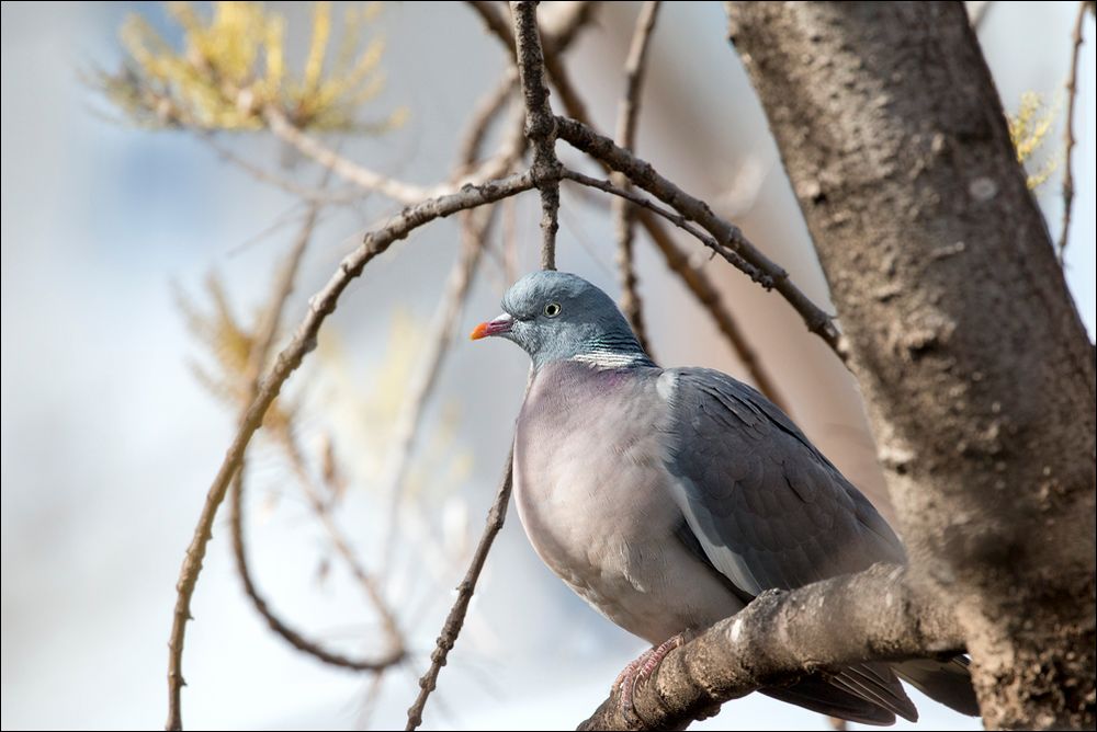 Pigeon Ramier 