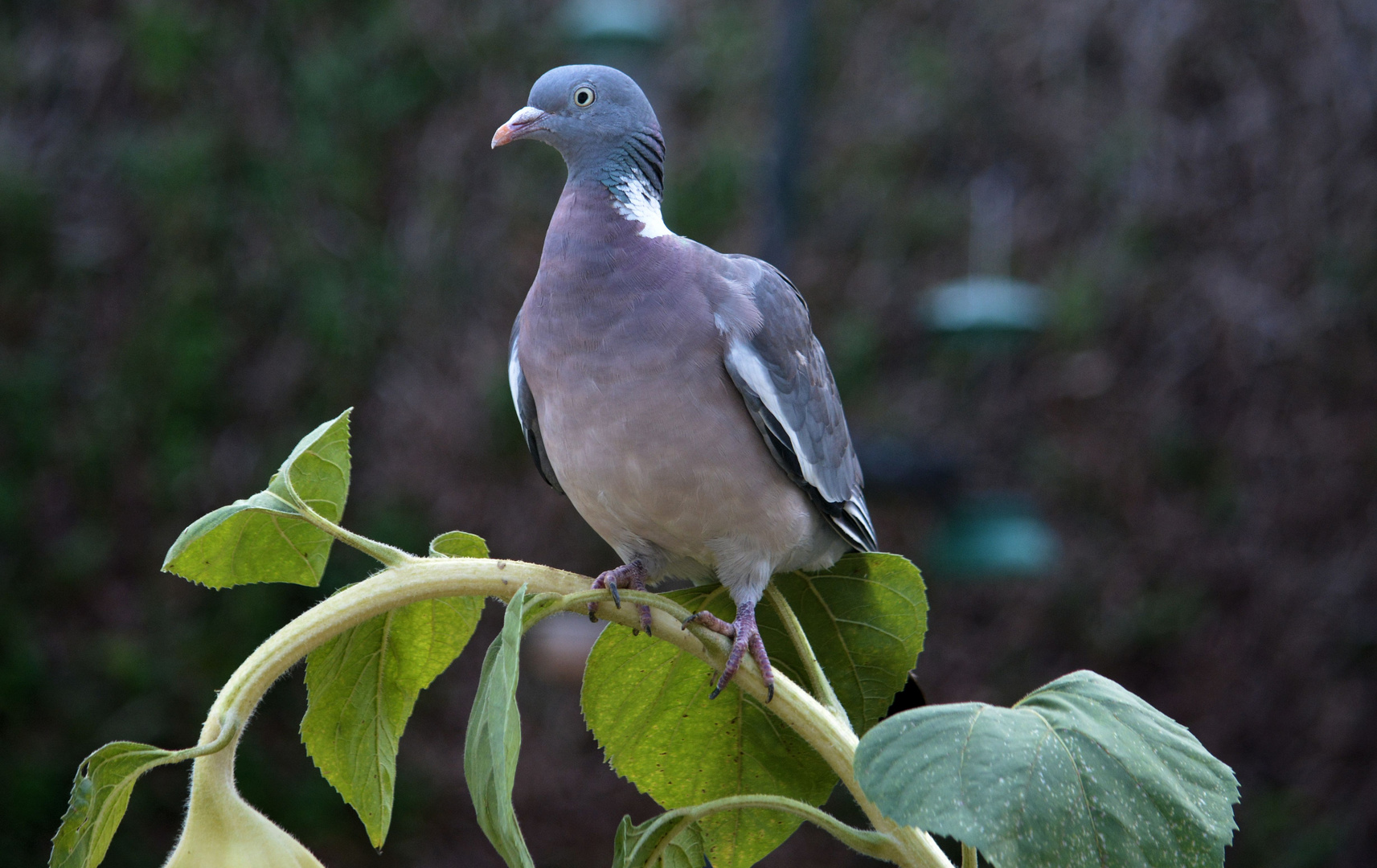 Pigeon ramier envahisseur