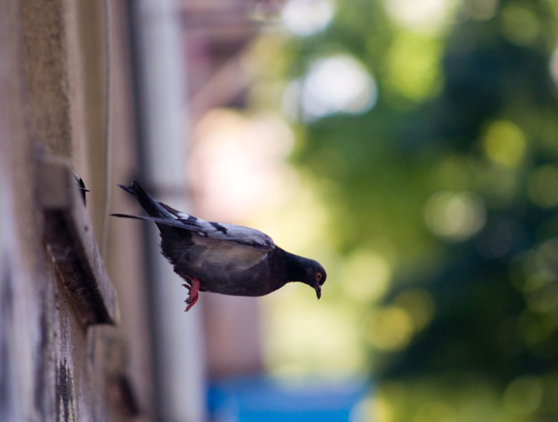 Pigeon Suicide