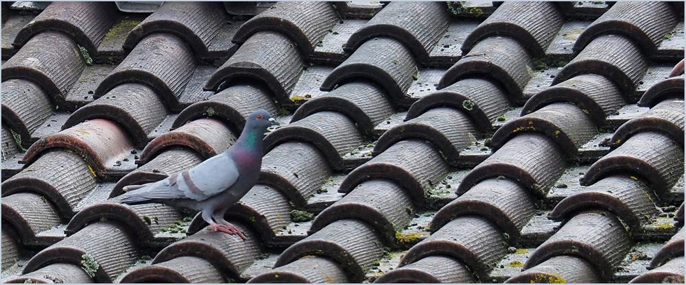 Pigeon sur toit, ton sur ton