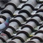 Pigeon sur toit, ton sur ton