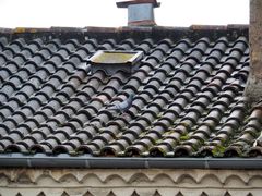 Pigeon sur toit ton sur ton