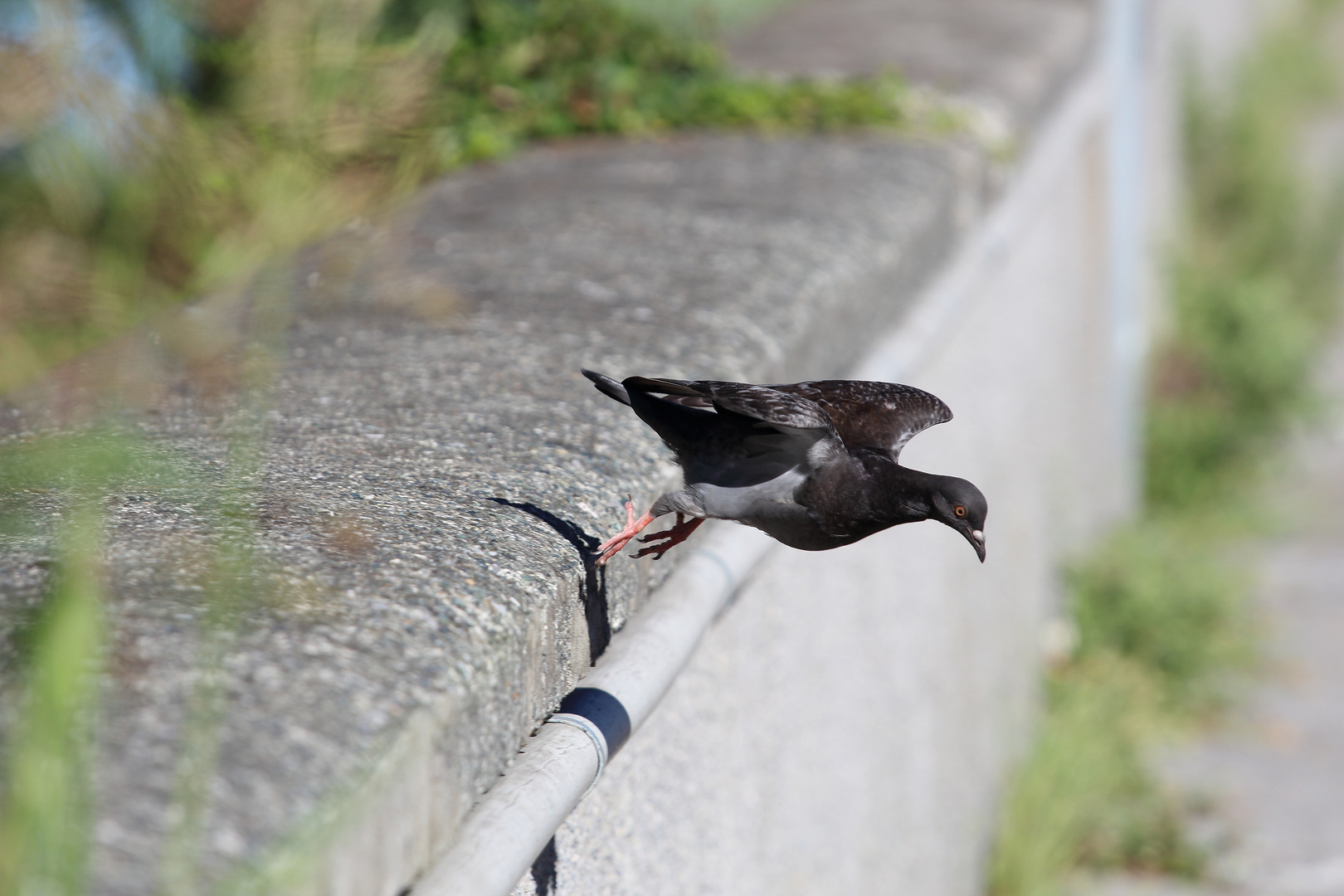 Pigeon take off