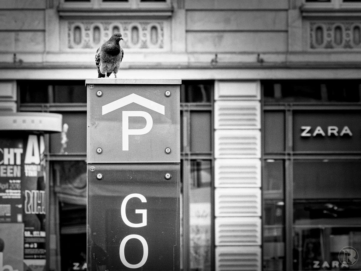 Pigeon to go ...