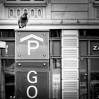 Pigeon to go ...