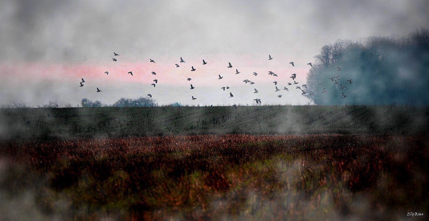 Pigeon Vole photo et image paysages, paysages de campagne, nature