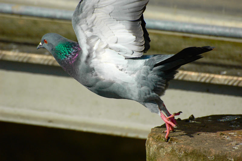 pigeon vole