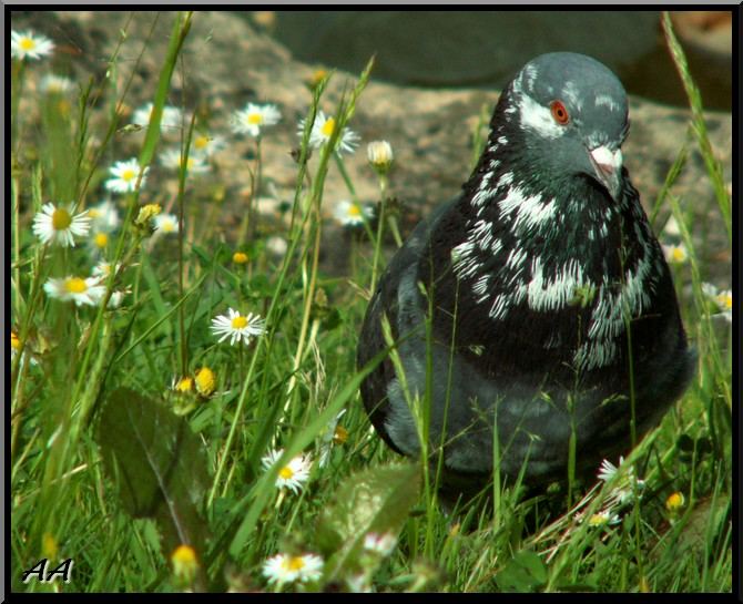 Pigeon vole ou ne vole pas