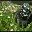 Pigeon vole ou ne vole pas