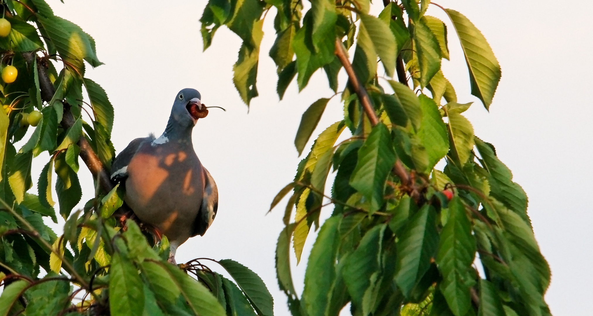 PIGEON VOLEUR