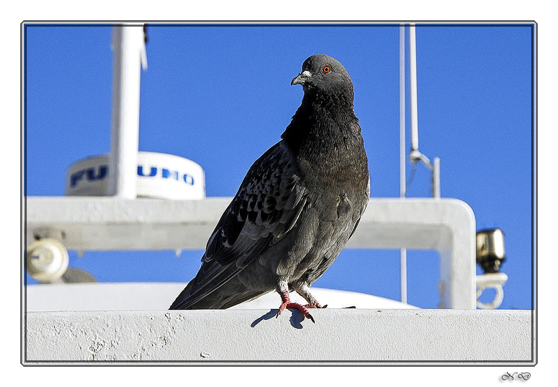 Pigeon voyageur !!