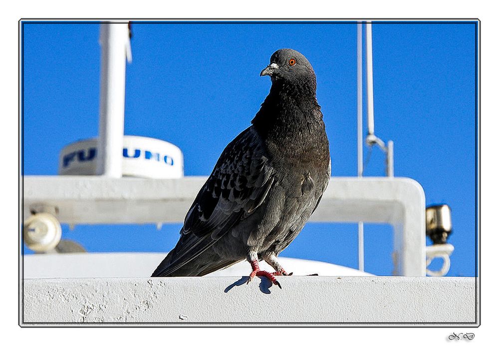 Pigeon voyageur !!