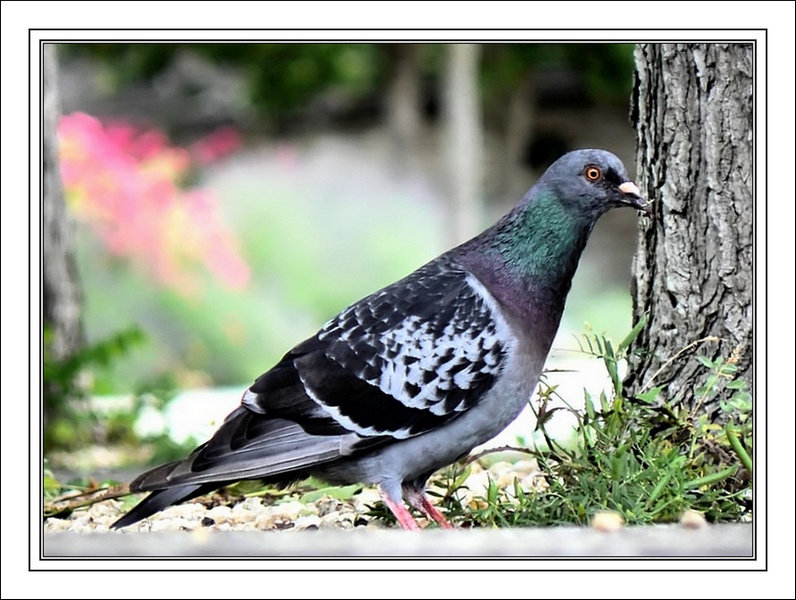 Pigeon, voyageur sur le quai