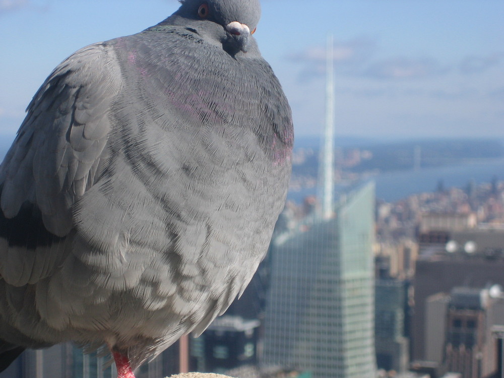 Pigeon vs. BoA-Tower