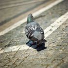 Pigeonity
