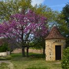 Pigeonnier fleuri