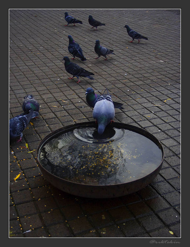 PIGEONS