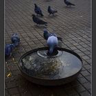 PIGEONS