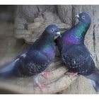 pigeons