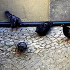 Pigeons