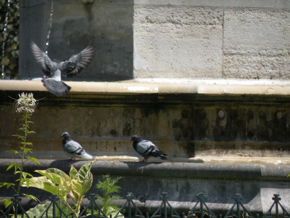 pigeons à la fontaine du jardin notre dame - paris ile de la cité