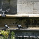 pigeons à la fontaine du jardin notre dame - paris ile de la cité