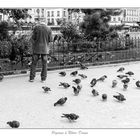 Pigeons à Nôtre-Dame