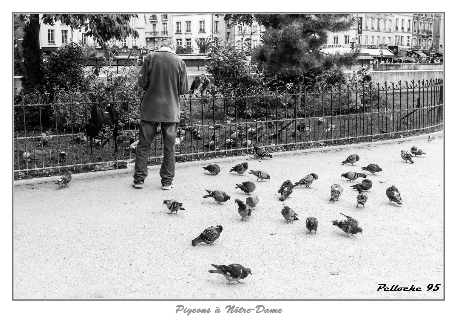 Pigeons à Nôtre-Dame