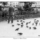 Pigeons à Nôtre-Dame