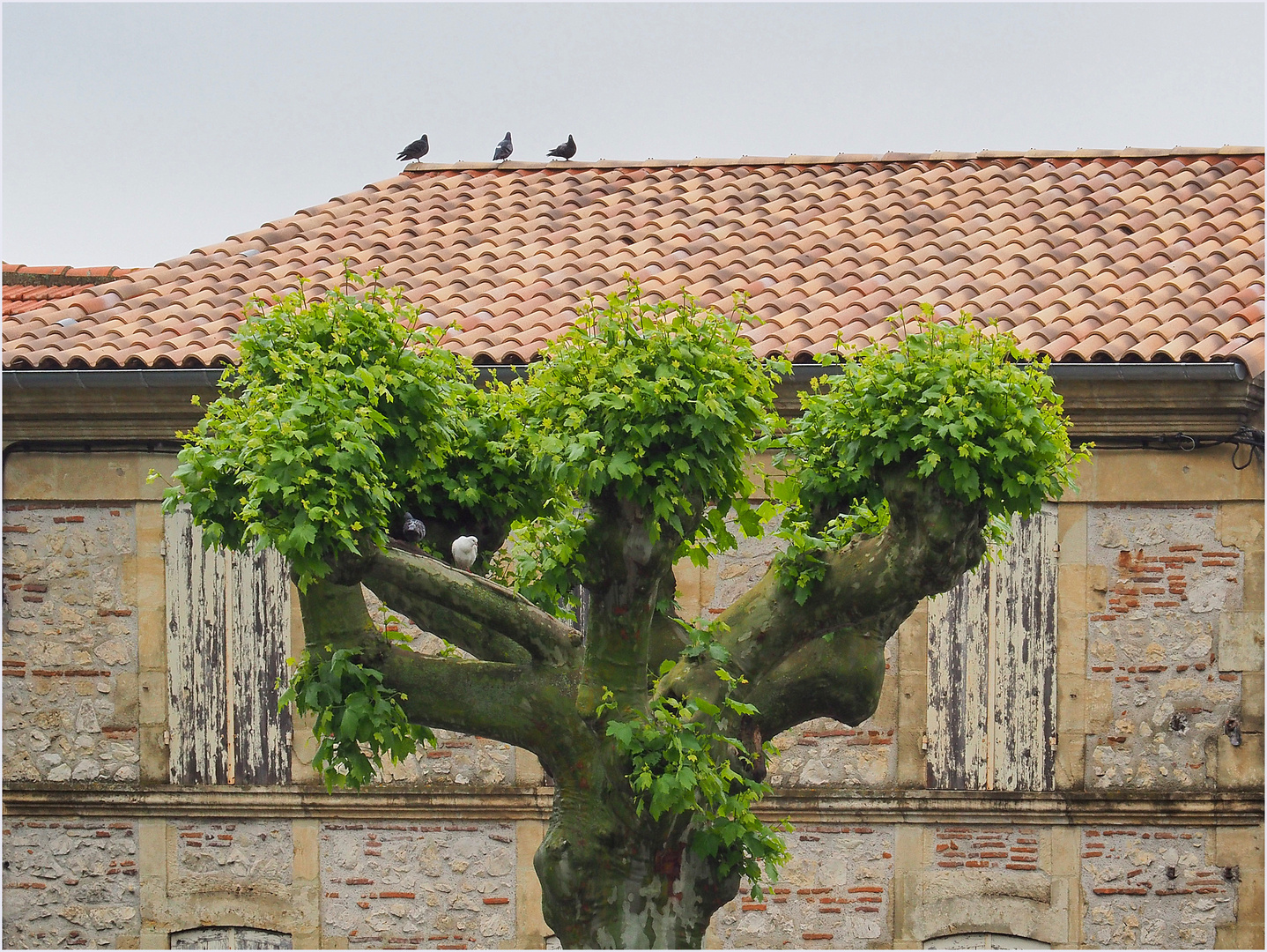 Pigeons agenais