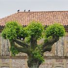 Pigeons agenais