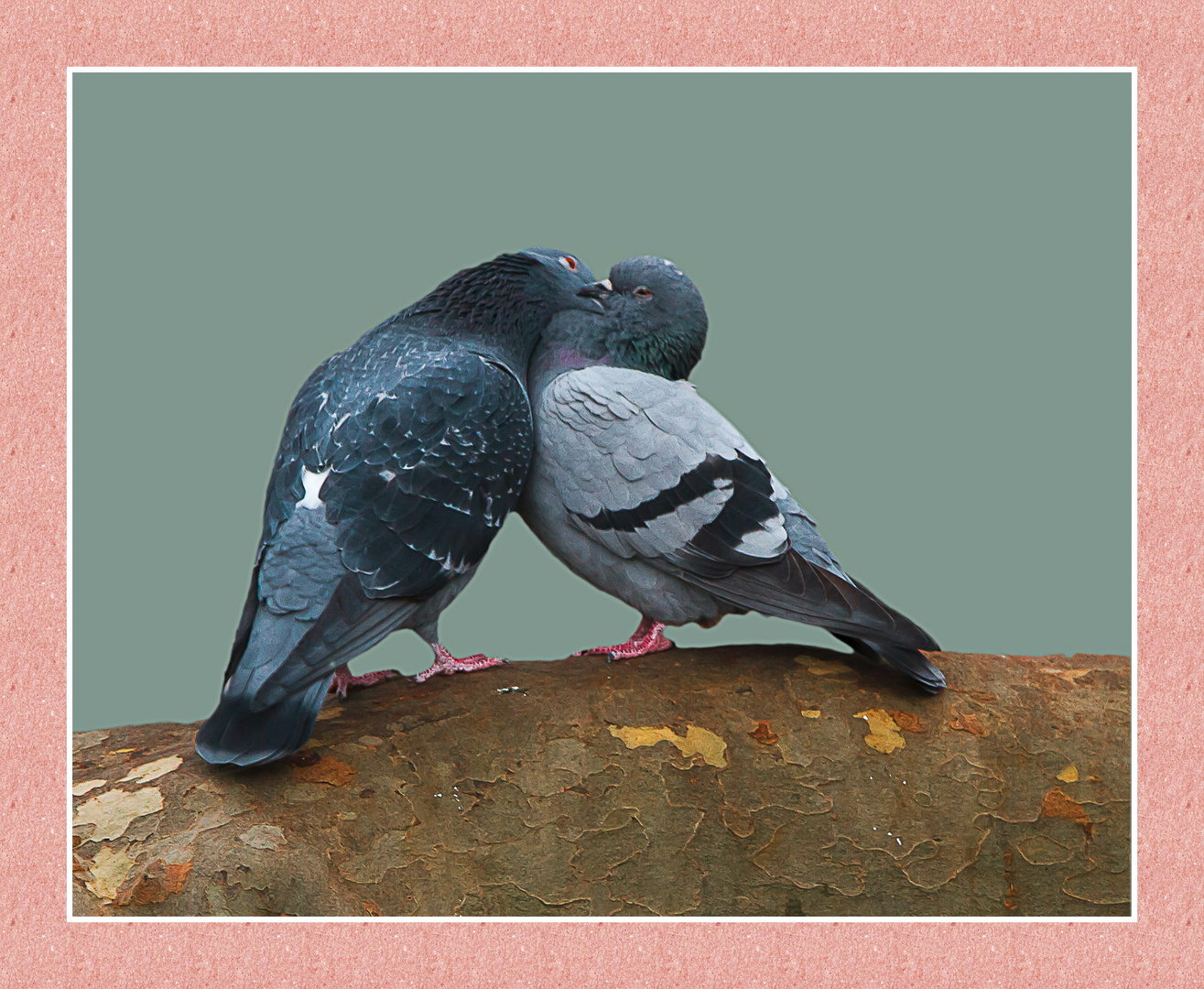 Pigeons amoureux