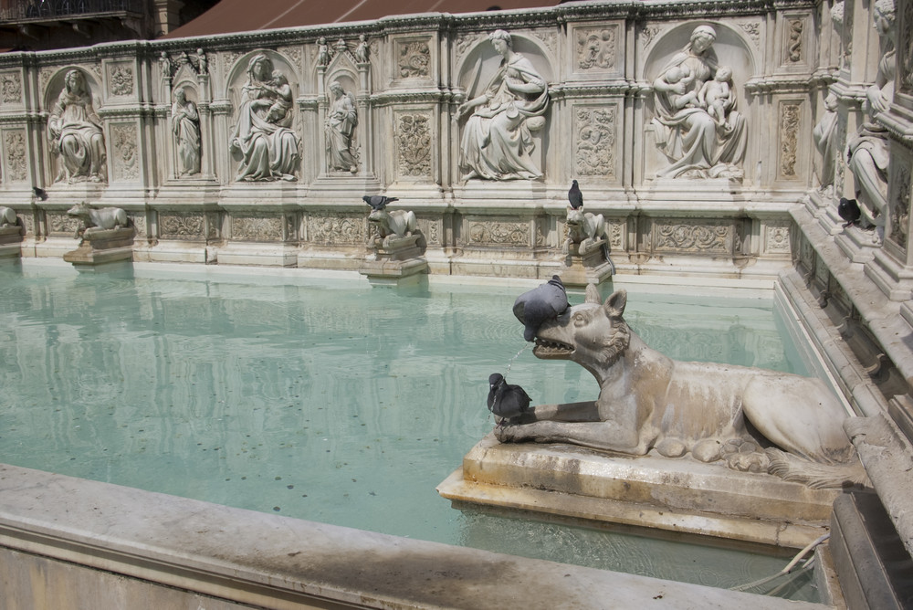 Pigeons assoiffés Fonte Gaia