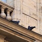 Pigeons au balcon