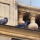 Pigeons au balcon