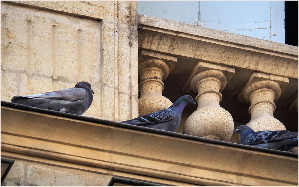 Pigeons au balcon
