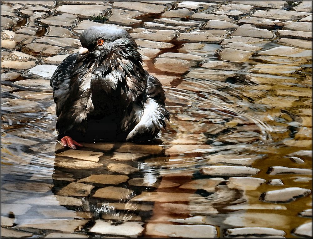 Pigeon´s bath